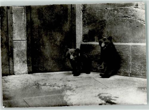 3000 Bern Berne - Strammer Nachwuchs