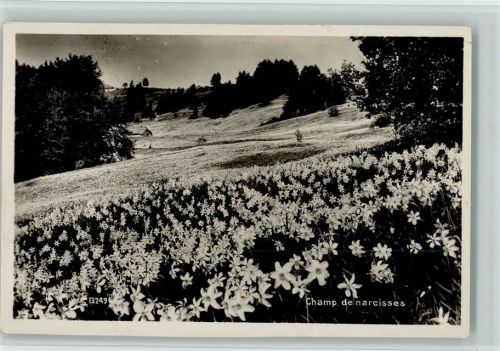 Foto AK Champ de narcisses AK Edition Perrochet-Matile 13249