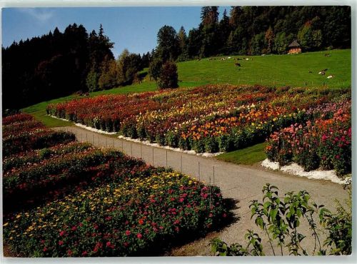 3432 Lützelflüh-Goldbach - Dahlien-und Fuchsienschau Kühe