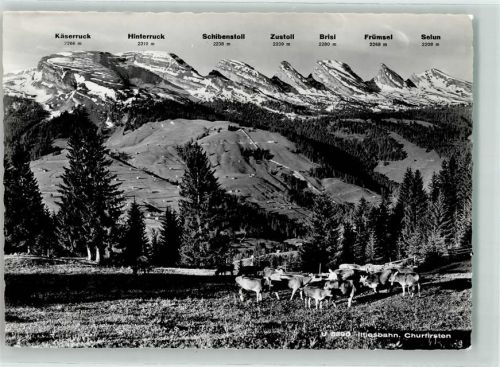 Iltios - Kuhherde Churfirsten