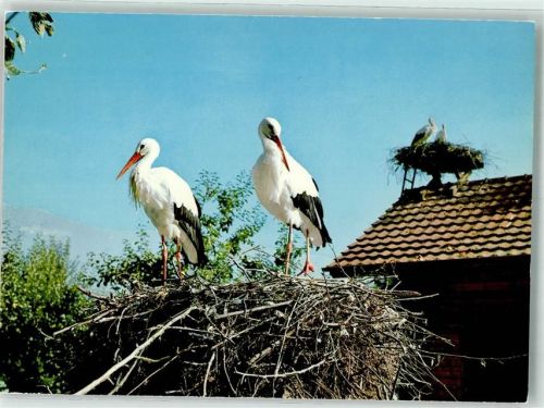 6204 Sempach - Sörche Nest Vogelwarte