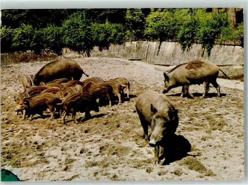 8135 Langnau am Albis - Wildpark Langenberg Wildschweine
