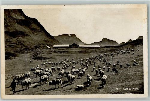 Piora - Alpe di Piora Kuhherde