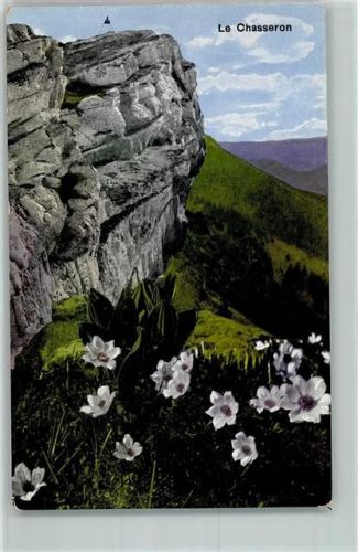 Chasseron - Alpenblumen