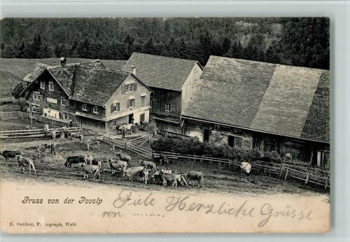 8636 Wald ZH 1904 - Poo Alp mit ihren Kühen von Alfred Ringger