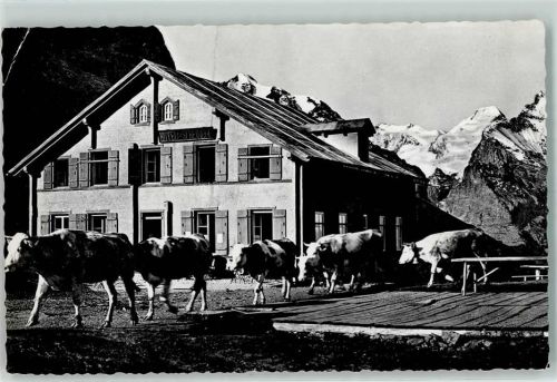 Grosse Scheidegg Gebrauchsspuren Kuhherde Hotel Scheidegg