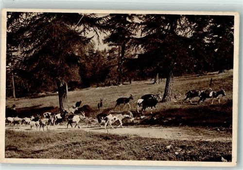 Ziegenherde auf der Weide