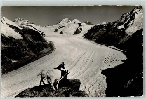 Eggishorn - Jungfrau Mönch Eiger Grosser Aletschgletscher Ziegen