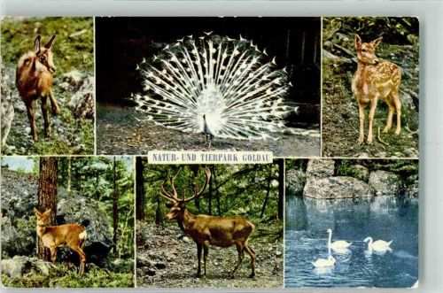 6410 Goldau - Tierpark Rehe Hirsche Schwäne Pfau