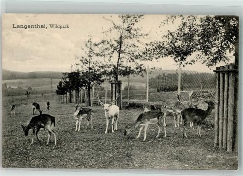 4900 Langenthal 1910 Foto AK Wildpark