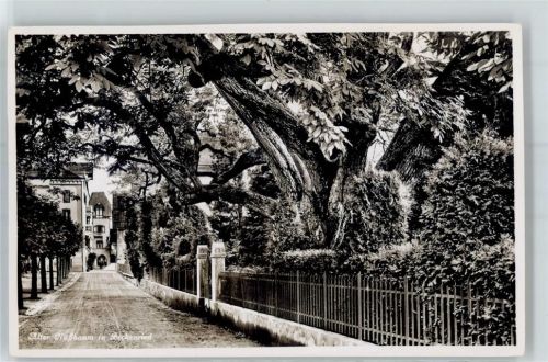 6375 Beckenried - Alter Nussbaum