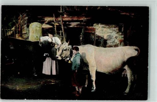 Rinder Kühe im Stall AK