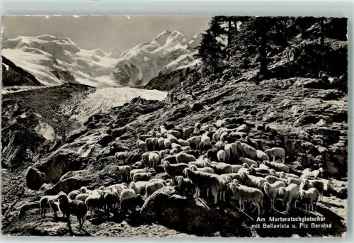 Morteratsch - Am Morteratschgletscher mit Bellavista und Piz Bernina Schafe
