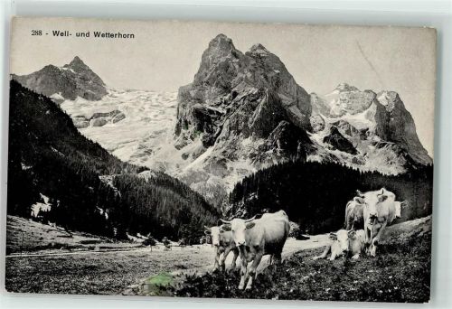 Wetterhorn Grindelwald - Kühe