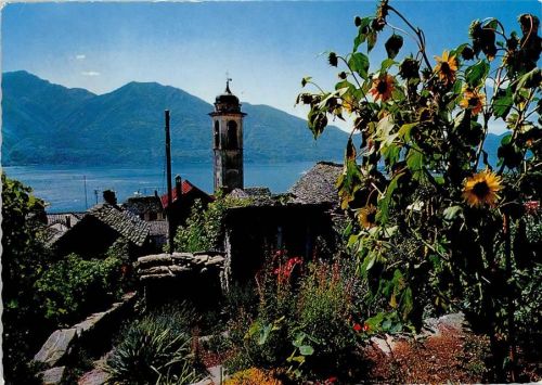 6645 Brione sopra Minusio - Sonnenblumen schauen auf die Kirche Rustico´s