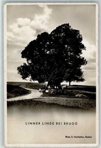 5200 Brugg AG Gebrauchsspuren Linner Linde