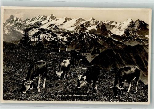 Rigi Kulm 1940 Foto AK Rinderherde Berneralpen