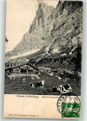 Grosse Scheidegg 1914 - Kühe