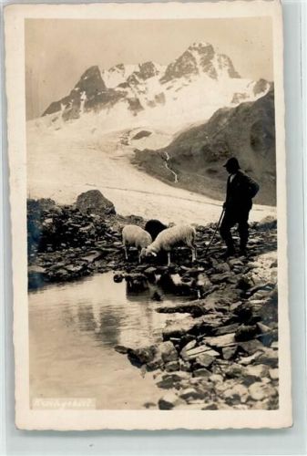 7530 Zernez - Flüela Hospiz Schafe