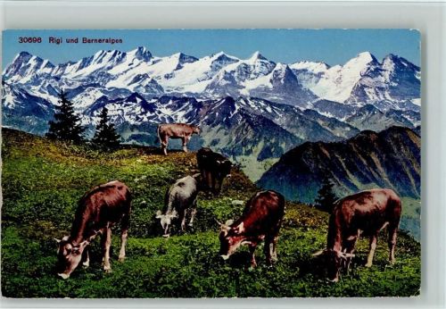 Rigi Kulm - Rigi und Berneralpen Kühe
