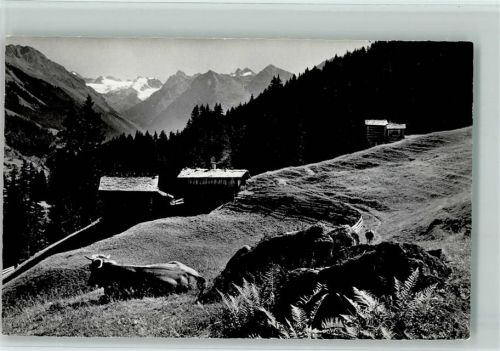 7250 Klosters - Sommermorgen bei der Schwendi Blick gegen die Silvrettagruppe Kuh