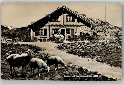 Sustenpass - Gasthaus Sustenpasshöhe Schafe