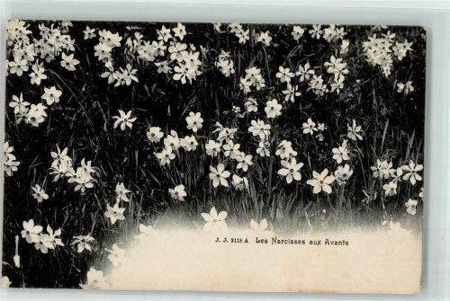 1833 Les Avants - Narcisses