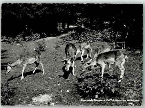 8265 Mammern Foto AK Kuranstalt Hirschpark Untersee Foto Gaberell
