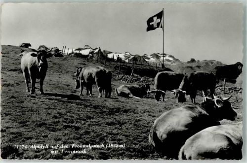 Fronalpstock Foto AK Kühe Urirotstock