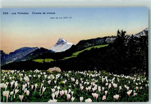 Les Pleiades - Dent de Lys Crocusfeld