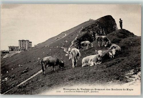 Rochers de Naye Gebrauchsspuren Bergsteiger auf dem Gipfel Kühe auf der Weide