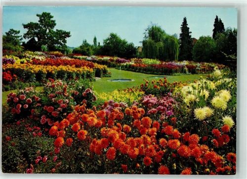 8103 Unterengstringen - Dahlienschau A Hoffmann Söhne