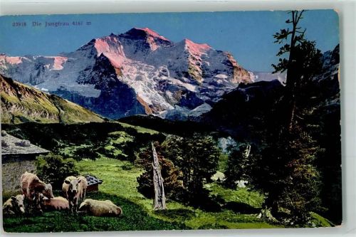 3801 Jungfraujoch - Kühe auf der Weide