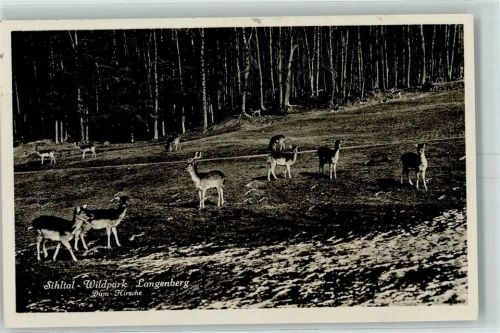 8135 Langnau am Albis - Wildpark Langenberg Damhirsche