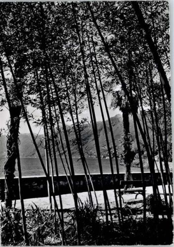 6614 Brissago - Insel