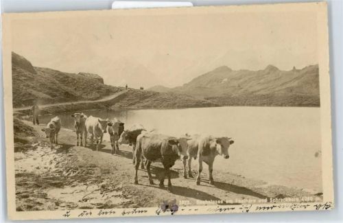 Schreckhorn - Bachalpsee, Kuh, Faulhorn