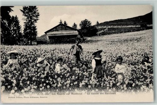 1833 Les Avants Gebrauchsspuren Kinder im Narzissenfeld