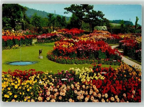 8103 Unterengstringen - Dahlienschau Werbung Gärtnerei Hoffmann