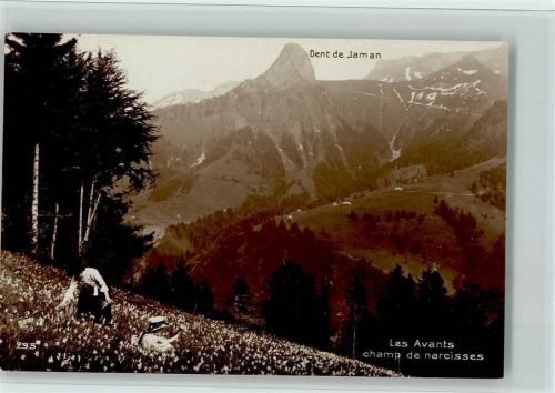 1833 Les Avants - Champ de narcisses Damen pflücken Narzissen Dent de Jaman