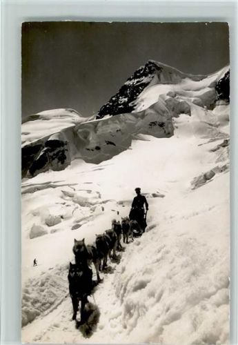 3823 Kleine Scheidegg - Jungfraubahn Polarhunde mit Rottalhorn Winteraufnahme