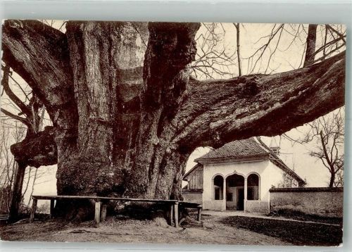 5620 Bremgarten AG 1921 Foto AK Riesenlinde Einsiedelei