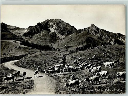 3132 Riggisberg - Bürglen Ochsen Kuhherde