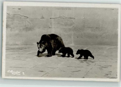 3000 Bern Berne 1925 Foto AK 2 kleine Jungbären Berner Bären