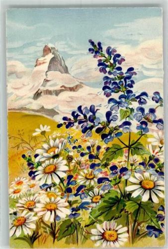 Matterhorn VS - Wucherblume und Wiesensalbei
