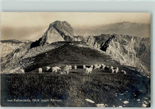 Säntis - Kalbersäntis Altmann Schafherde