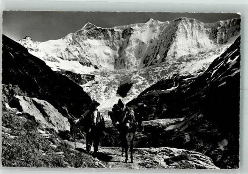 3818 Grindelwald Foto AK Bergführer Maultier Weg nach Bänisegg