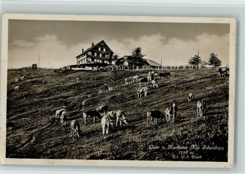 8636 Wald ZH - Kurhaus Alp Scheidegg Kühe