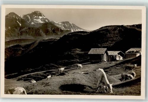 Grosse Scheidegg - Kuhherde