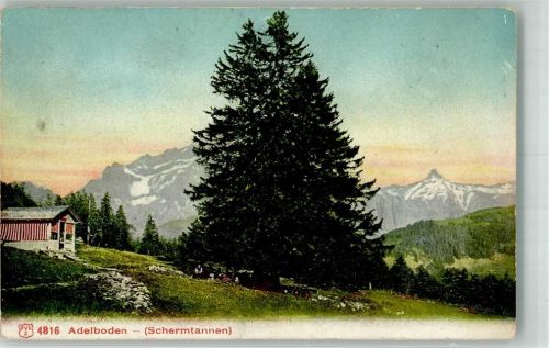 3715 Adelboden BE 1908 Foto AK Schermtannen