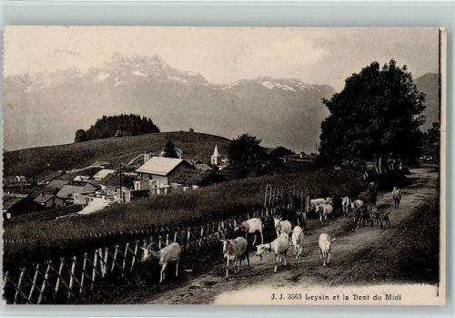 1854 Leysin - Dent du Midi Ziegen